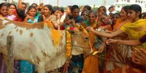 In view of Diwali, a special campaign will be run for the protection of destitute cows in urban areas.